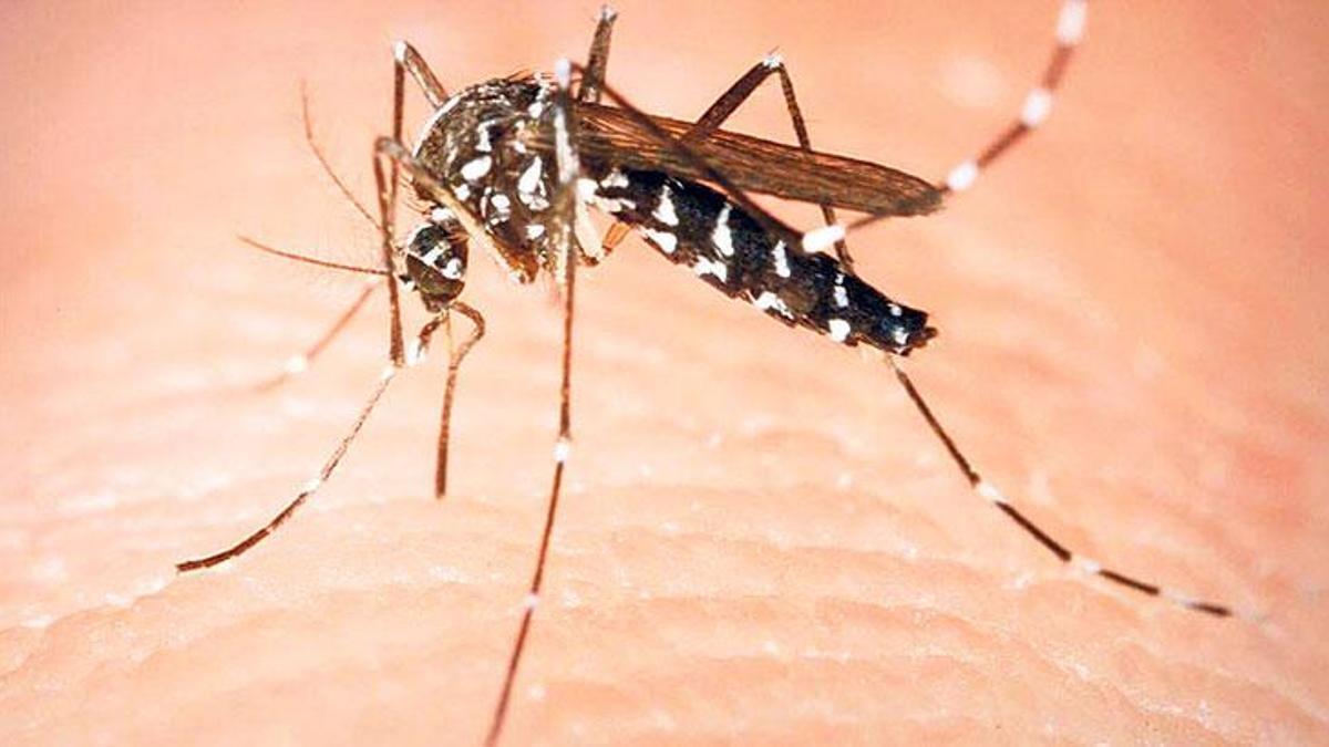 yeni tehlikenin adi asya kaplan sivrisinegi son dakika haberleri milliyet