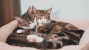 Kedi İsimleri 2021: En Güzel Erkek ve Dişi Kedi İsimleri