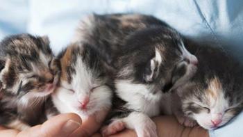 Yavru Kedi Ne Yer Nasil Beslenir Yavru Kedilere Ne Verilir Ne Verilmez Evcil Hayvan