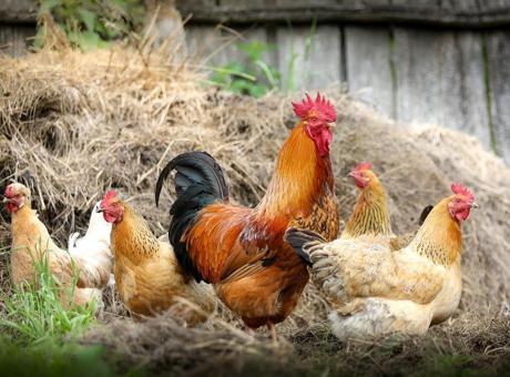 Tavuk Cinsleri ve Özellikleri Nelerdir? Tavuk Çeşitleri ve İsimleri