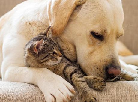 Başarısı yüzde 80'e varıyor: Kedi ve köpeklere kök hücre tedavisi