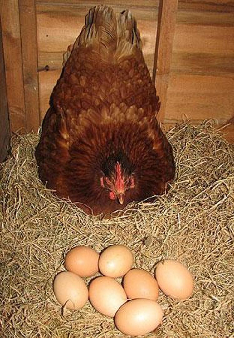 Кура несущая крупные яйца. Курица с яйцами. Курочка с яйцами.