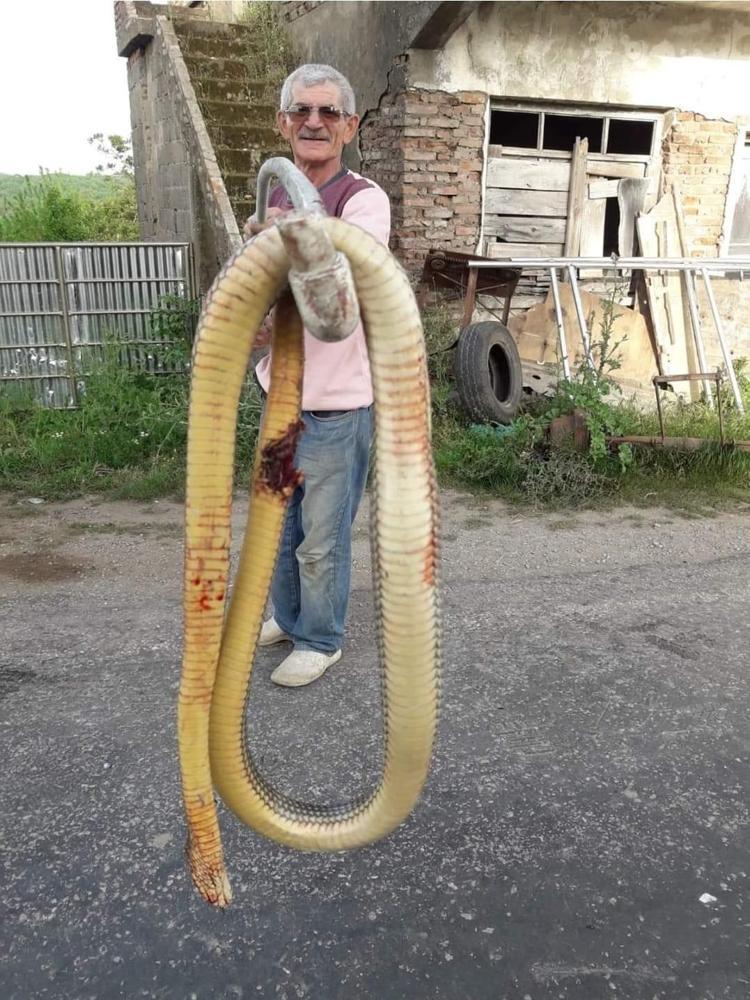 Son dakika! Trabzon'da ölüme neden olan yılanlar Artvin'de de ...