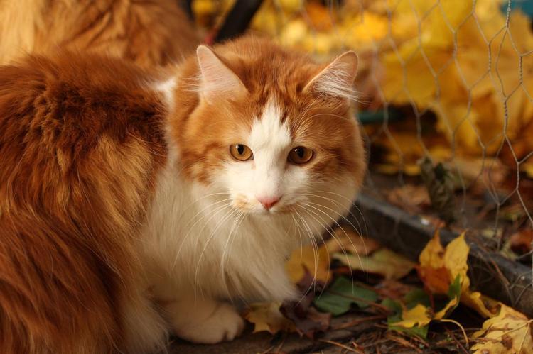 Kedi Cinsleri Ve Isimleri Nelerdir Cins Kedi Turleri Ve Ozellikleri Evcil Hayvan