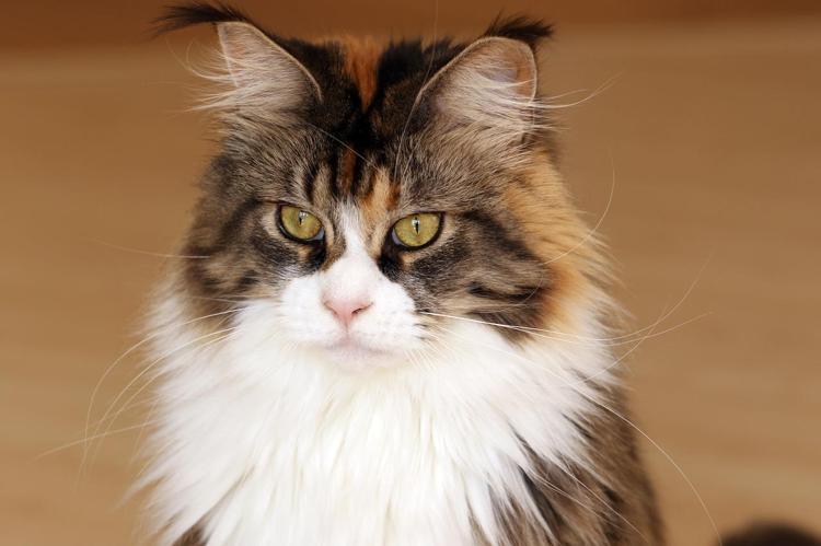 Kedi Cinsleri Ve Isimleri Nelerdir Cins Kedi Turleri Ve Ozellikleri Evcil Hayvan