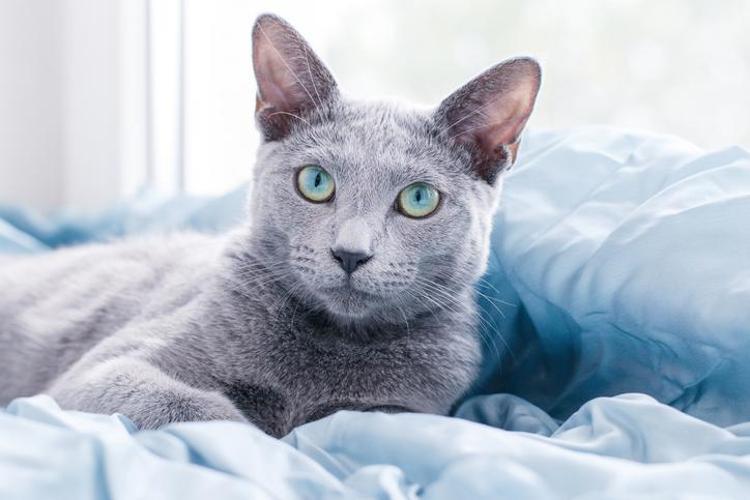 Mavi Rus Kedi Türü ve Özellikleri