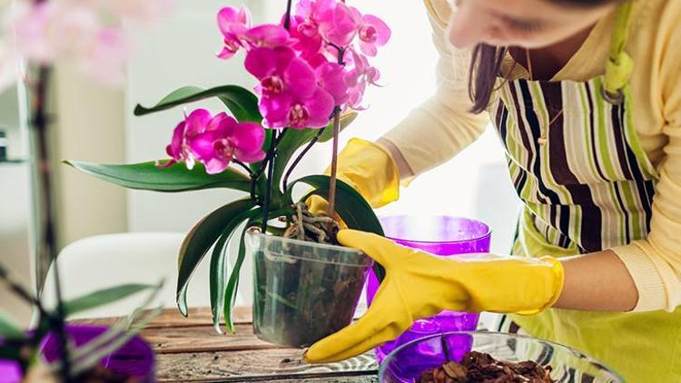 3-Do not fertilize houseplants if you are not sure