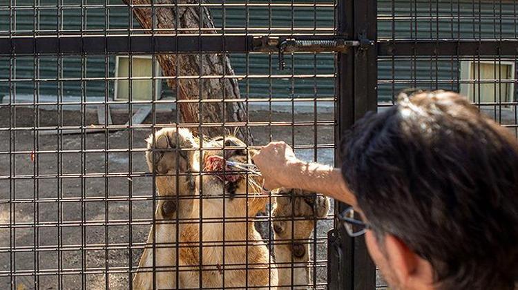 Bu görüntüler Antalyadan Telli kamyonetle aslan safarisine tepki