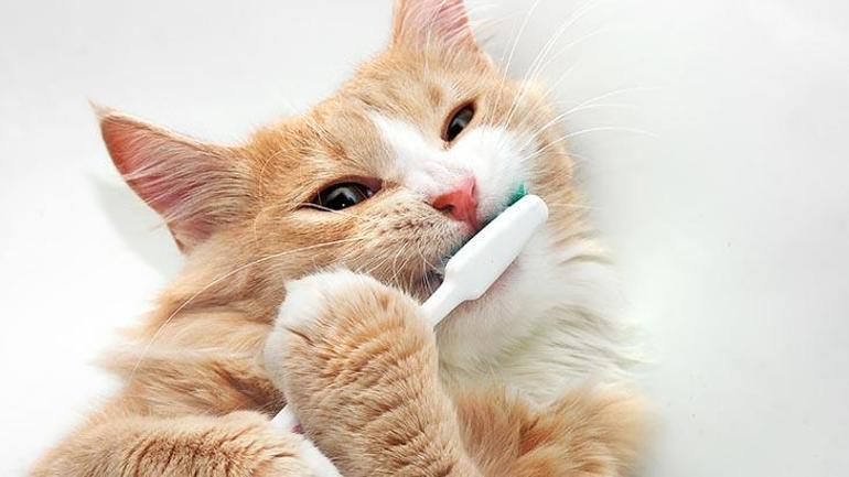 Evcil hayvanların diş hijyenini kolaylaştıran 6 ipucu