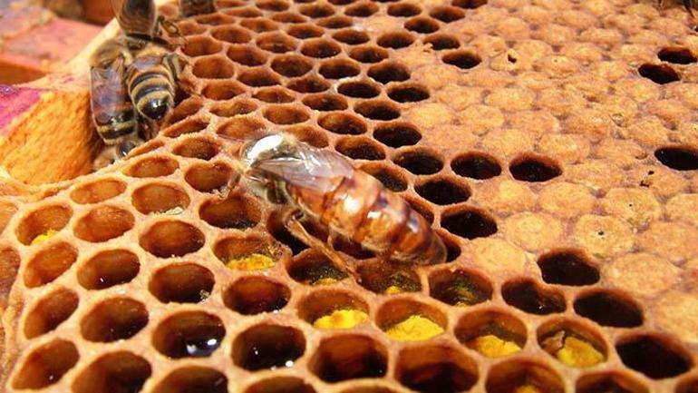 Arılar hakkında hiç bilmediğiniz şaşırtıcı bilgiler