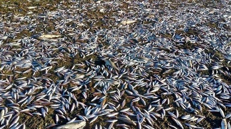 Binlerce balık ölmüştü... 361 bin TL ceza kesildi