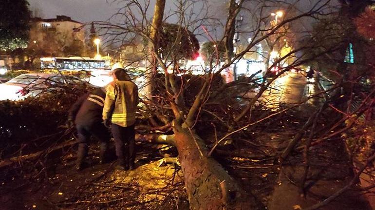İstanbulda fırtına Asırlık çınar ağacı devrildi