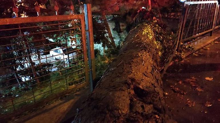 İstanbulda fırtına Asırlık çınar ağacı devrildi