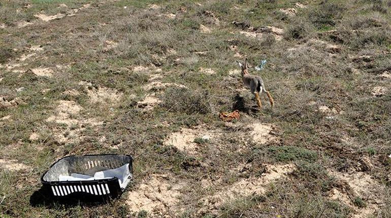 Afyonkarahisar'da iki yırtıcı kuş ile kır tavşanı doğaya salındı