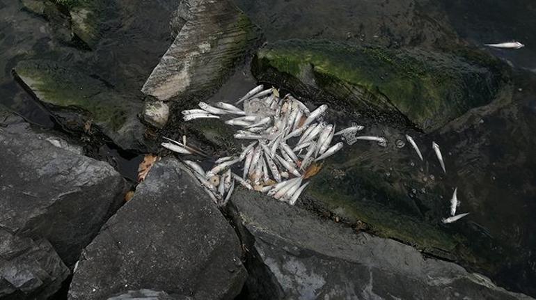Küçükçekmece Gölü'nde kıyıya vuran ölü balıklar toplanıyor