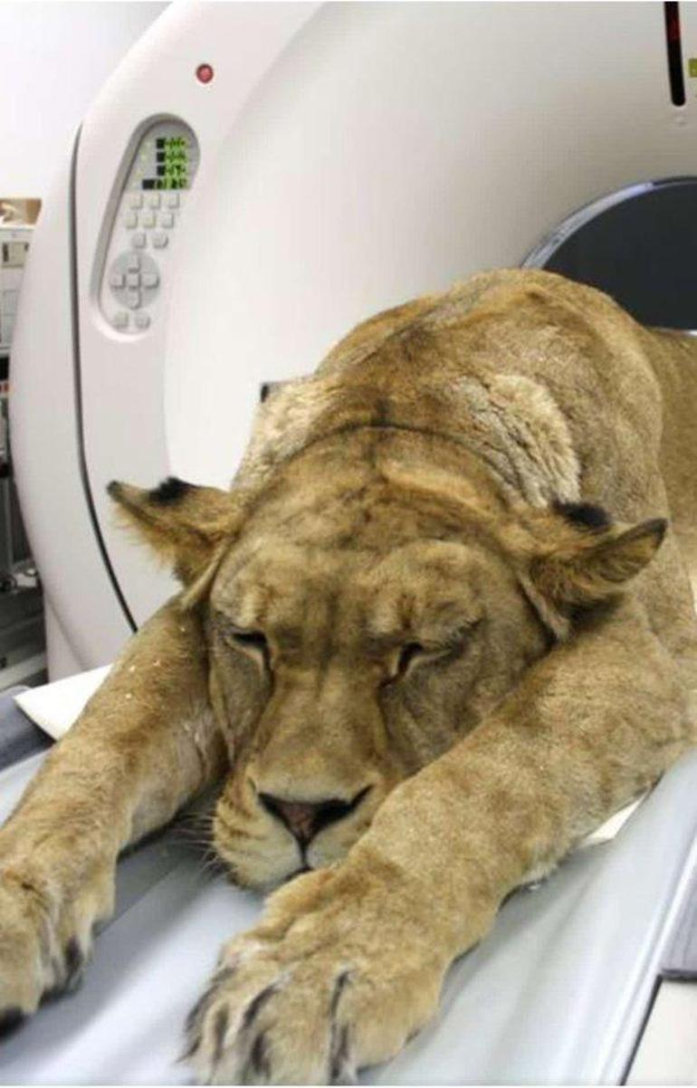 İzmirdeki hastanede şaşırtan görüntü Aslan tomografi cihazında...