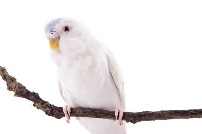 Muhabbet Kuşu Fiyatları 2023: Albino, Show Jumbo, Rinbow, Japones Muhabbet Kuşu Fiyatları