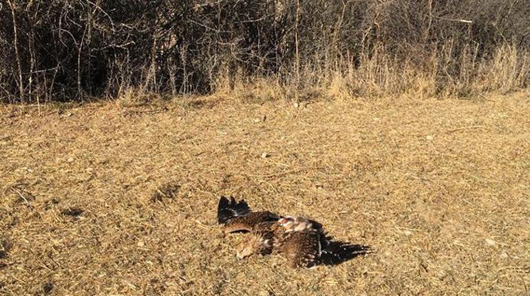 Konya ve Ankaradaki yırtıcı kuş ölümleriyle ilgili flaş uyarı Hepimizi etkileyecek