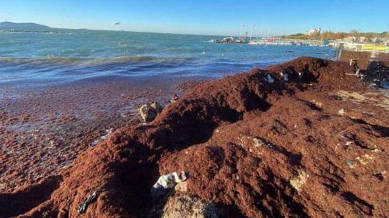 haberler Korkutan açıklama: Marmara Denizi öldü... İstavrit, lüfer, palamut hasta