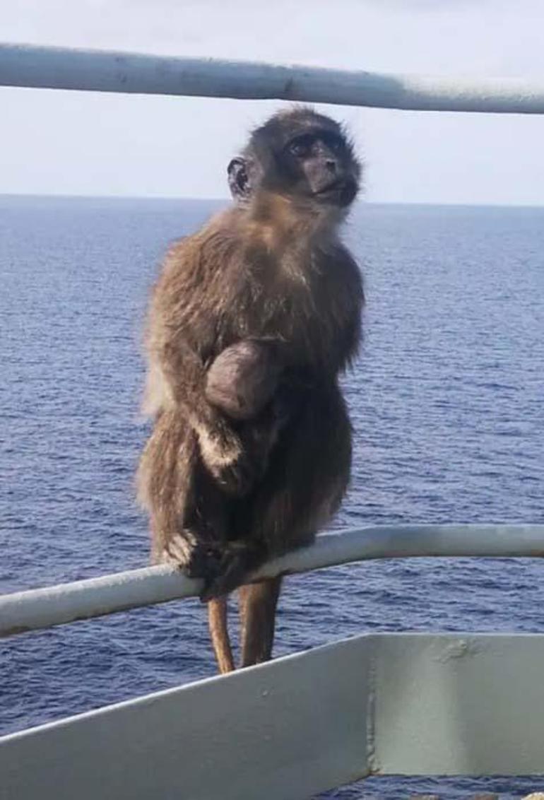 haberler Kaçak maymun, Kraliyet Donanmasını birbirine kattı
