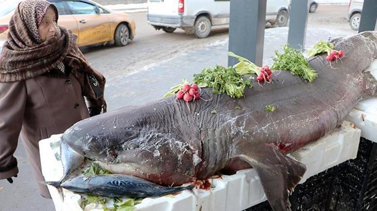Karadenizde yakalanan köpek balığı Erzurumda sergilendi