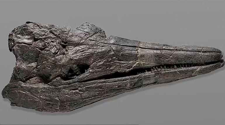 23 yıl sonra sırrı çözüldü 246 milyon yaşında, kafatası insan boyunda…