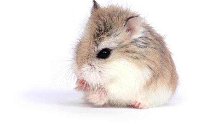 Quels sont les types de hamsters et leurs noms ?  Quelles sont les caractéristiques des hamsters ?