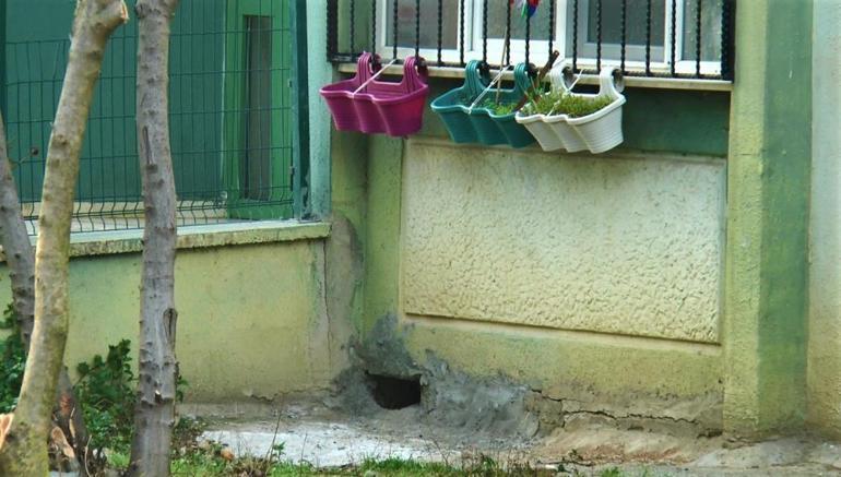 Claim that cats were buried alive in concrete has caused confusion