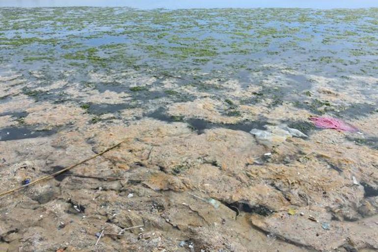 Yer: İzmir Deniz marulu tekrar ortaya çıktı