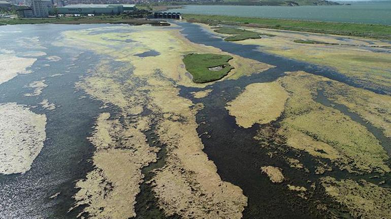 Büyükçekmece Gölünde yosun artışı Belediyeden açıklama geldi