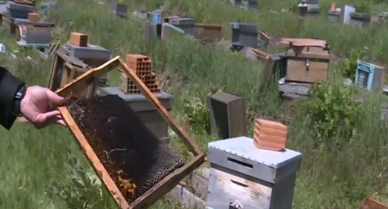Milli projeye sabotaj Üstün ırk ve kraliçe arılar çalındı