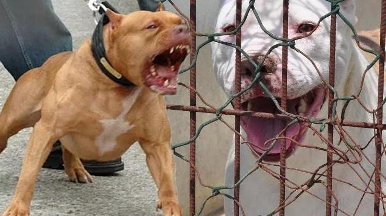 2 kişiyi yaralayan pitbullun sahibine 2 yıl 6 ay hapis Köpek İBB’ye teslim edilecek