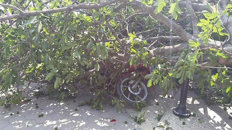 Bursada rüzgar nedeniyle okul girişinde ağaç devrildi 1 kadın yaralandı