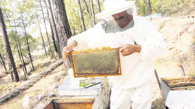 Gıdanın gizli işçileri arılar