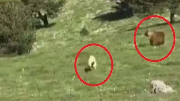 Tokat’ta yaşandı Kangal köpeği, sürüye yaklaşan ayıyı kovaladı