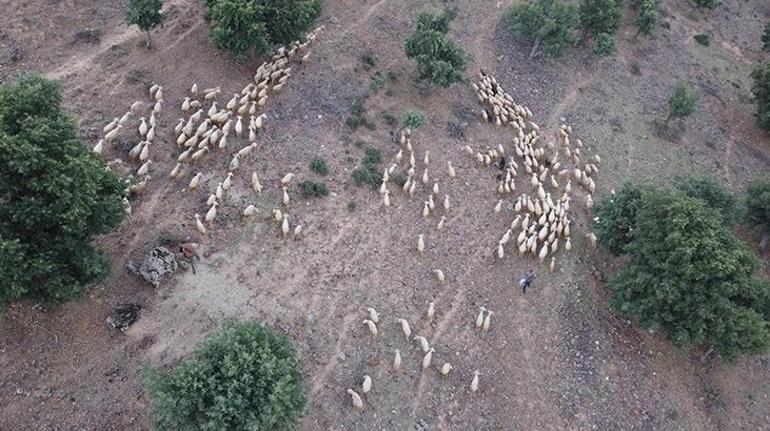 Çoban Alinin zorlu yolculuğu 300 koyunla 30 km. yol gitti