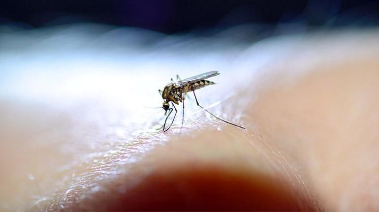 Dünyanın en ölümcül canlısı Sivrisineklerin hangi insanları daha çok ısırdığı keşfedildi
