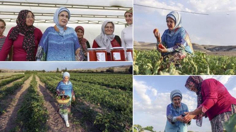 Emine Erdoğan domates topladı, menemen yaptı Geleneksel tarım çağrısı