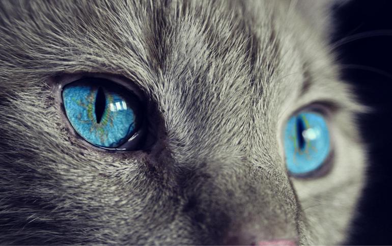 Rüyada Kedi Görmek Nedir? (Diyanet) Evde Kediler Görmek Ne Anlama Gelir?