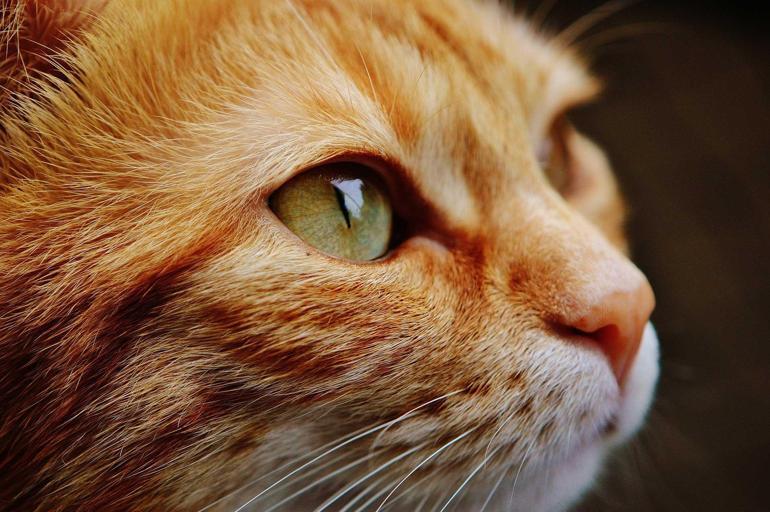 Rüyada Kedi Görmek Nedir? (Diyanet) Evde Kediler Görmek Ne Anlama Gelir