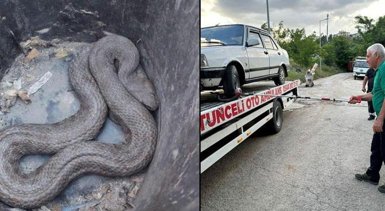 İki kentte yılan paniği Biri mutfaktan diğeri araçtan çıktı