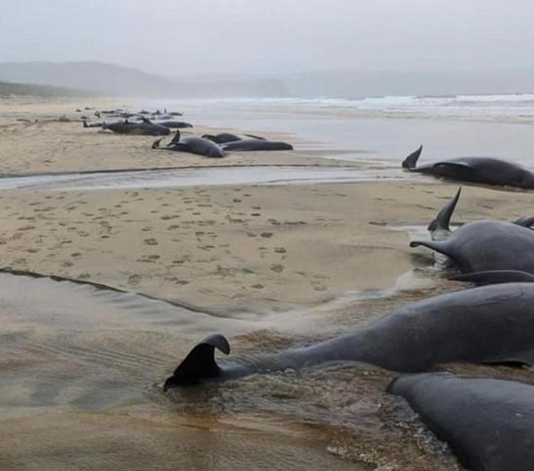 55 balinanın intiharı Yaşadıkları talihsiz olay sonrası hayata veda ettiler