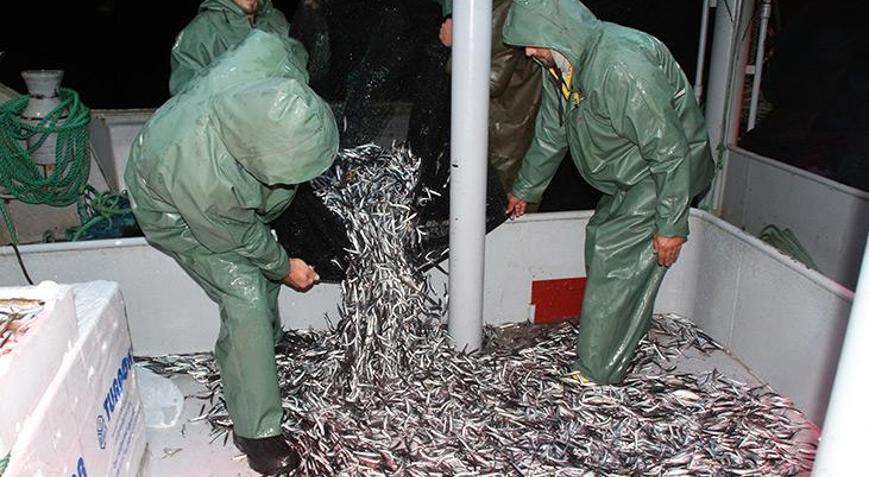 Karadenizde hamsi avı yasaklansın çağrısı